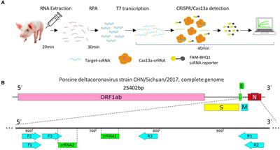 CRISPR/Cas13a-based rapid detection method for porcine deltacoronavirus